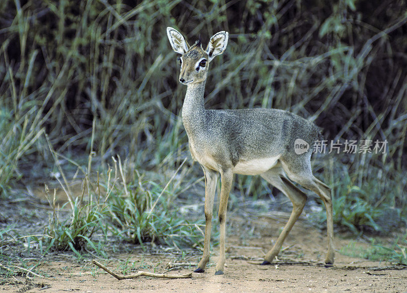 Kirk’s dik-dik (Madoqua kirkii)是一种原产于东非的小羚羊，是四种dik-dik羚羊之一。肯尼亚马赛马拉国家保护区。雌性动物。